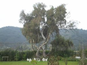 El eucaliptus rojo